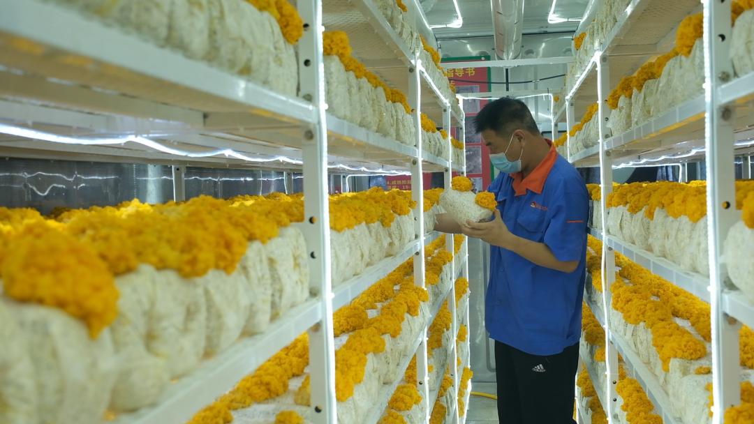 ɽ�|���f�����S�𡱮a(ch��n)�I(y��)����ġ������������Ƽ���(w��n)�a(ch��n)��